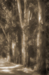 Eucalyptus Row by Judy Buckley-Sharp