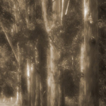Eucalyptus Row by Judy Buckley-Sharp